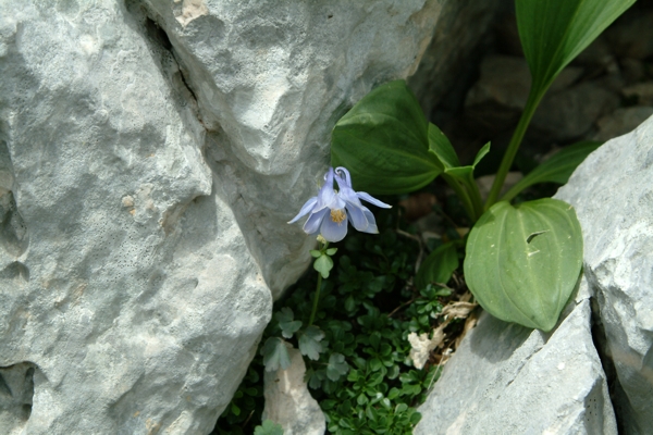 Aquilegia magellensis / Aquilegia magellense